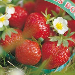 Fragaria vesca Mara des bois